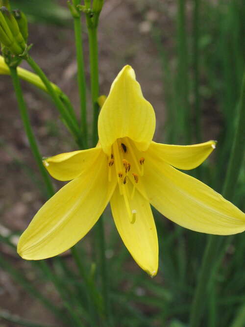 Bild von Hemerocallis lilioasphodelus