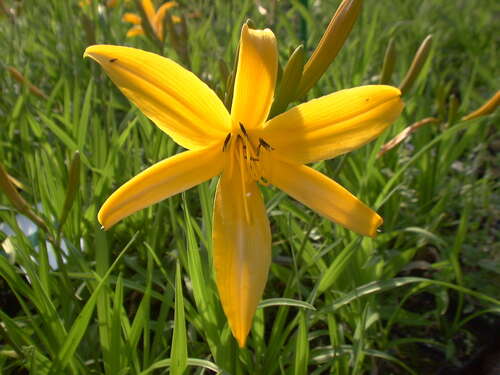 Bild von Hemerocallis middendorffii
