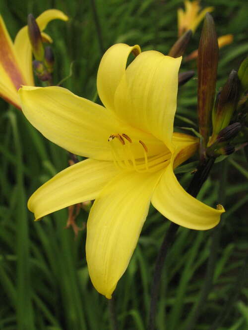 Bild von Hemerocallis minor