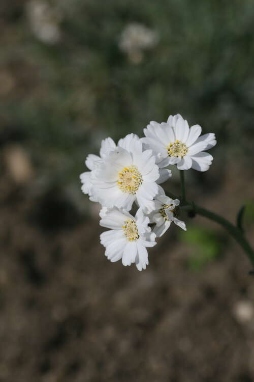 Bild von Achillea ageratifolia