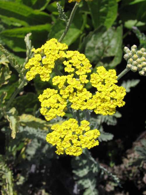 Bild von Achillea clypeolata Moonshine