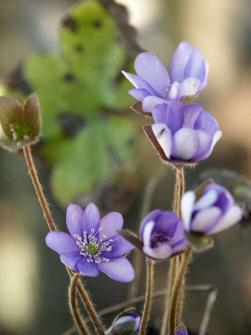 Bild von Hepatica nobilis