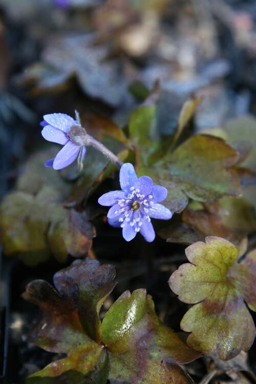 Bild von Hepatica transsylvanica