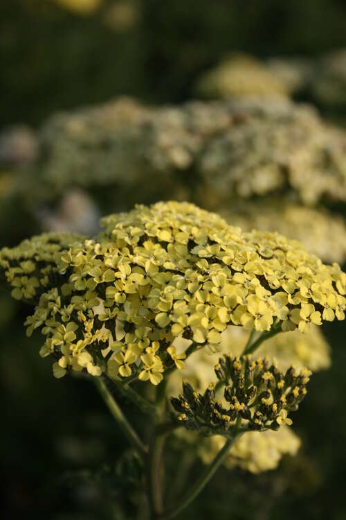 Bild von Achillea x-filipendulina Credo