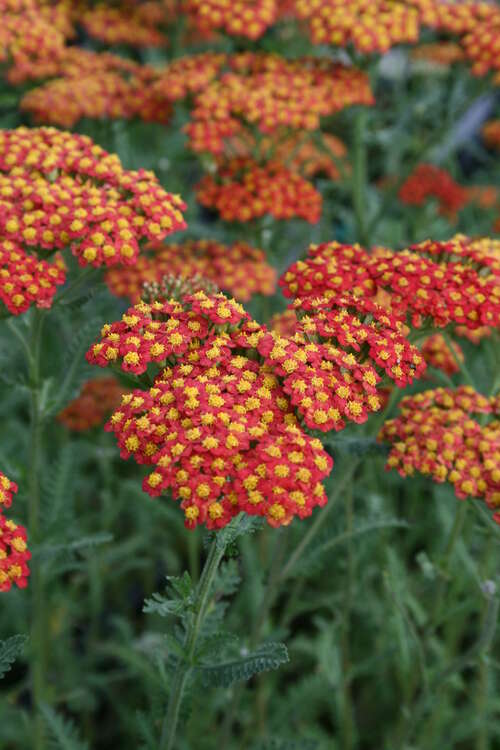 Bild von Achillea x-filipendulia Walt. Funcke
