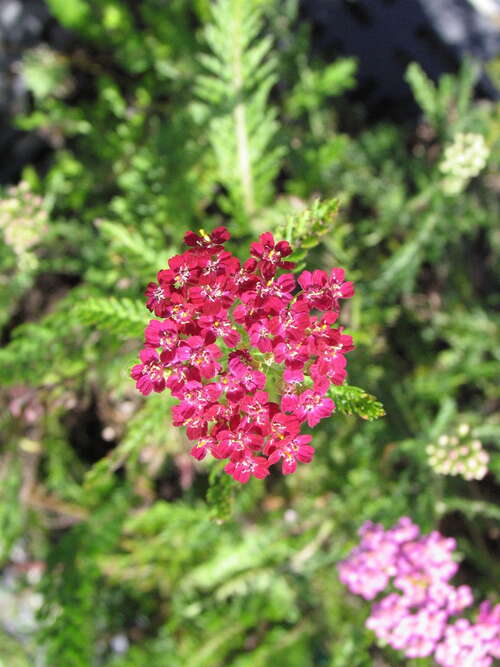Bild von Achillea millefolium Cerise Queen