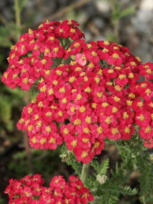 Bild von Achillea millefolium Fanal