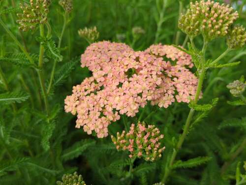 Bild von Achillea millefolium Lachsschönh.