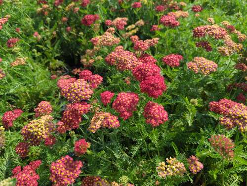 Bild von Achillea millefolium Paprika