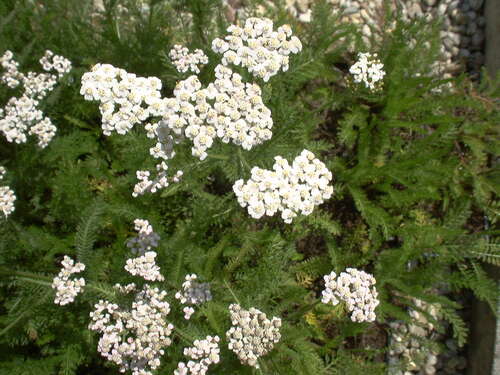 Bild von Achillea millefolium Schneetaler
