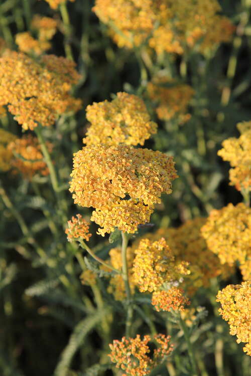 Bild von Achillea millefolium Terracotta