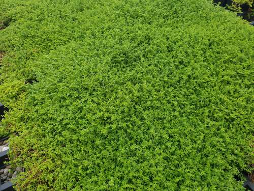 Bild von Herniaria glabra