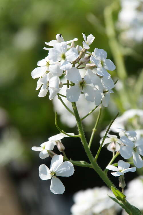 Bild von Hesperis matronalis Alba