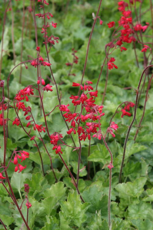 Bild von Heuchera x-brizoides Leuchtkäfer
