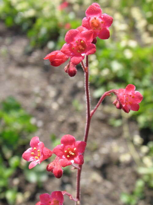 Bild von Heuchera x-prizoides Red-Spangles