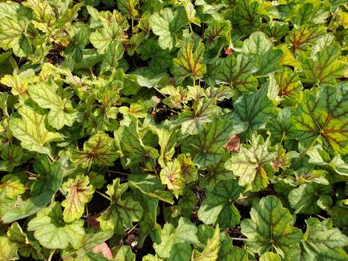 Bild von Garten-Silberglöckchen