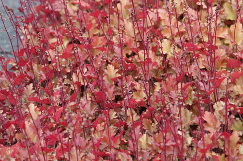 Bild von Heuchera x-cult. Marmalade