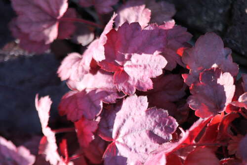 Bild von Heuchera x-cult. Grape Soda