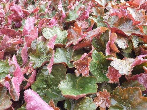 Bild von Garten-Silberglöckchen