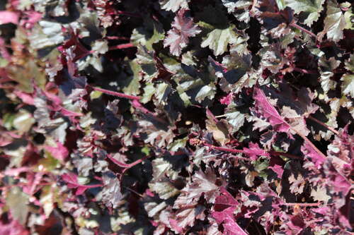 Bild von Garten-Silberglöckchen