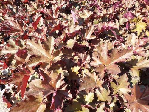 Bild von Garten-Silberglöckchen