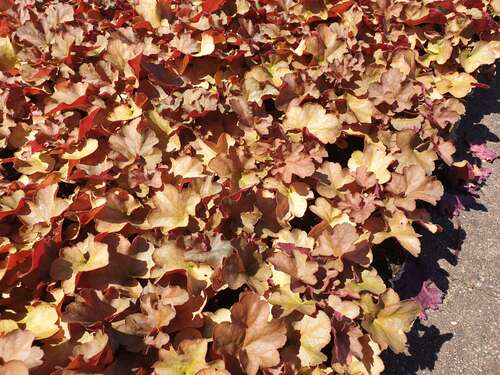 Bild von Heuchera x-cult. Pinot Gris