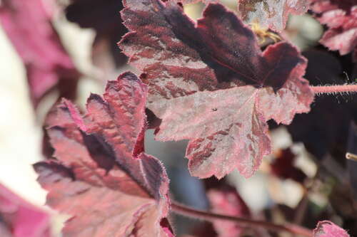 Bild von Garten-Silberglöckchen