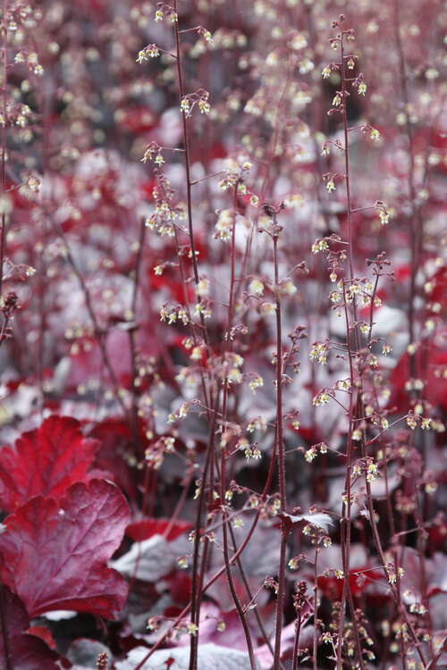 Bild von Heuchera x-cult. Plum Pudding