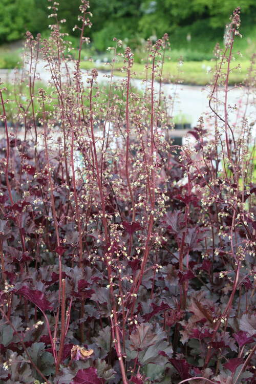 Bild von Heuchera x-cult. Purple Petticoats