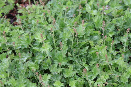 Bild von Garten-Silberglöckchen