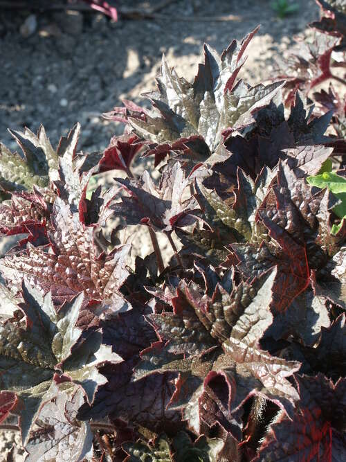 Bild von Heuchera x-micr. Molly Busch