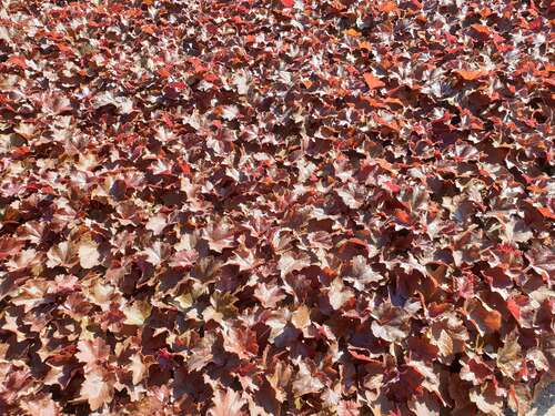 Bild von Heuchera x-micr. Palace Purple