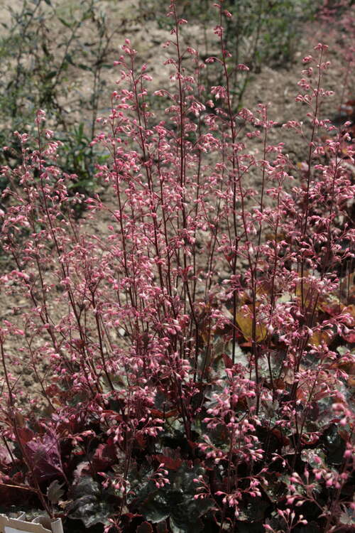 Bild von Heuchera x-micr. Rachel