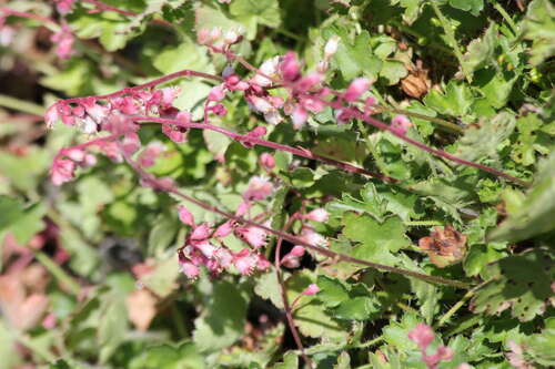 Bild von Heuchera pulchella Li