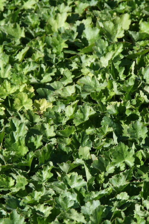 Bild von Heuchera sanguinea White Cloud