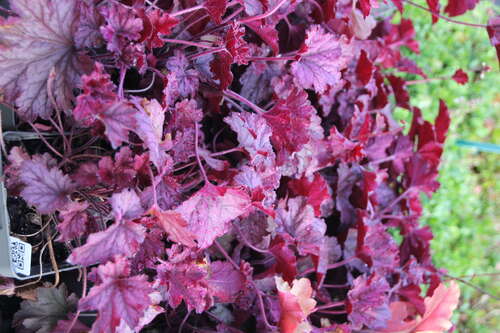 Bild von Heuchera villosa Berry Smoothie