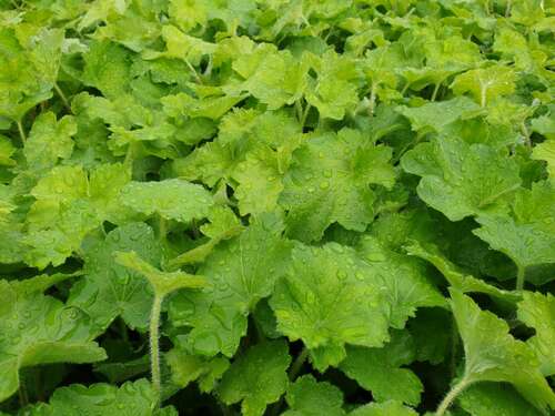 Bild von Garten-Purpurglöckchen