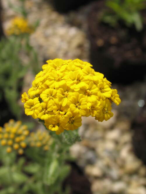 Bild von Achillea tomentosa