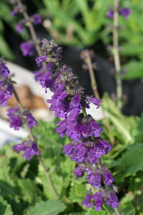 Bild von Hormium pyrenaicum