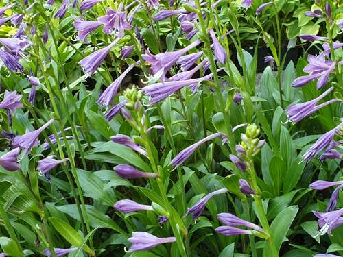 Bild von Hosta clausa var.normalis