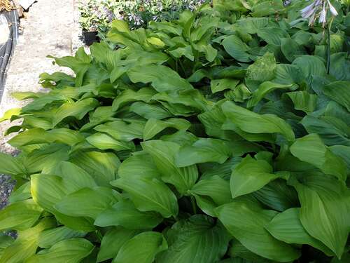 Bild von Hosta elata