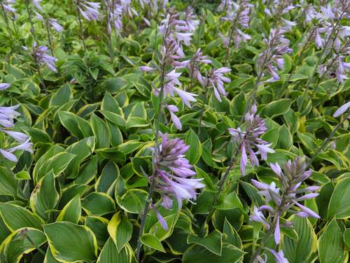 Bild von Hosta x-fortunei Aureomarginata