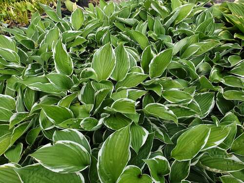 Bild von Hosta x-fortunei Francee