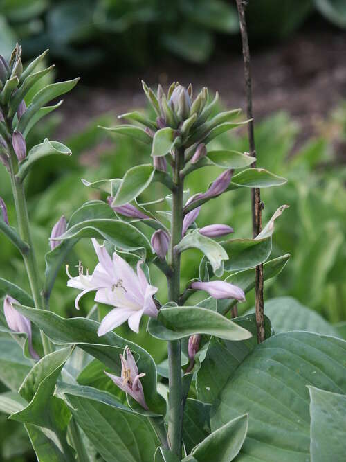 Bild von Hosta x-fortunei Hyacinthina