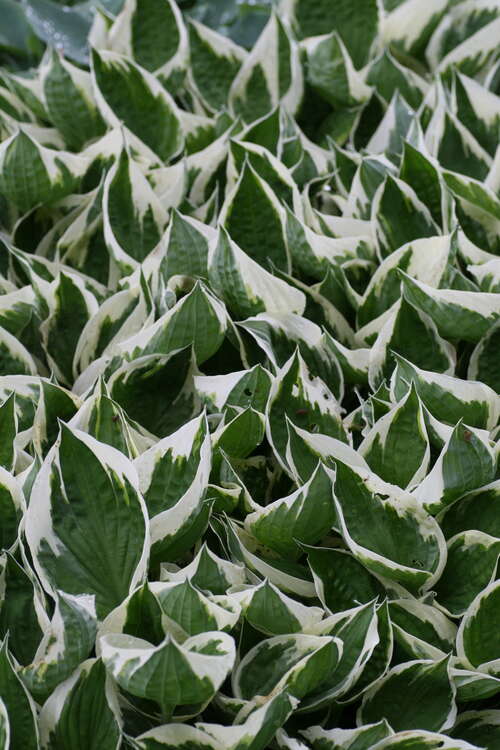 Bild von Gartenfunkie