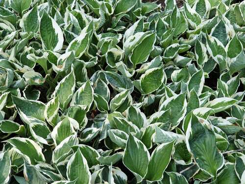 Bild von Weißrand-Gartenfunkie