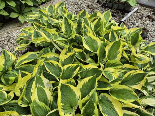 Bild von Hosta x-fortunei Twilight