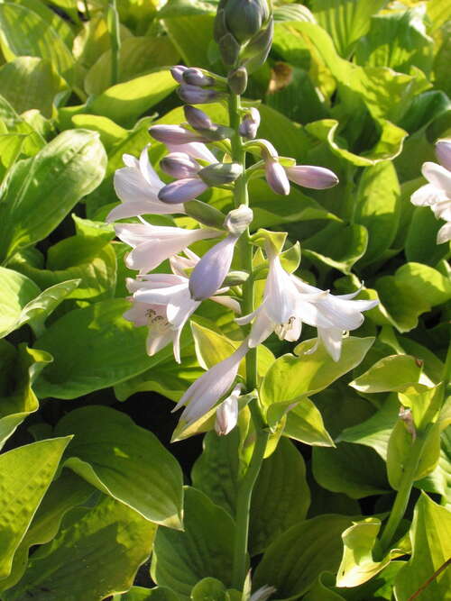 Bild von Hosta x-cult. August Moon