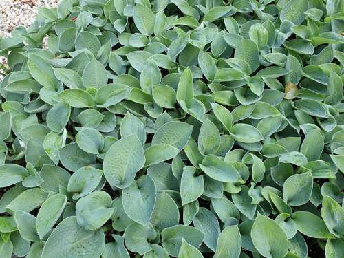 Bild von Gelblaubige Garten-Funkie