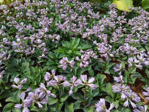 Bild von Hosta x-cult. Blue Mouse Ears